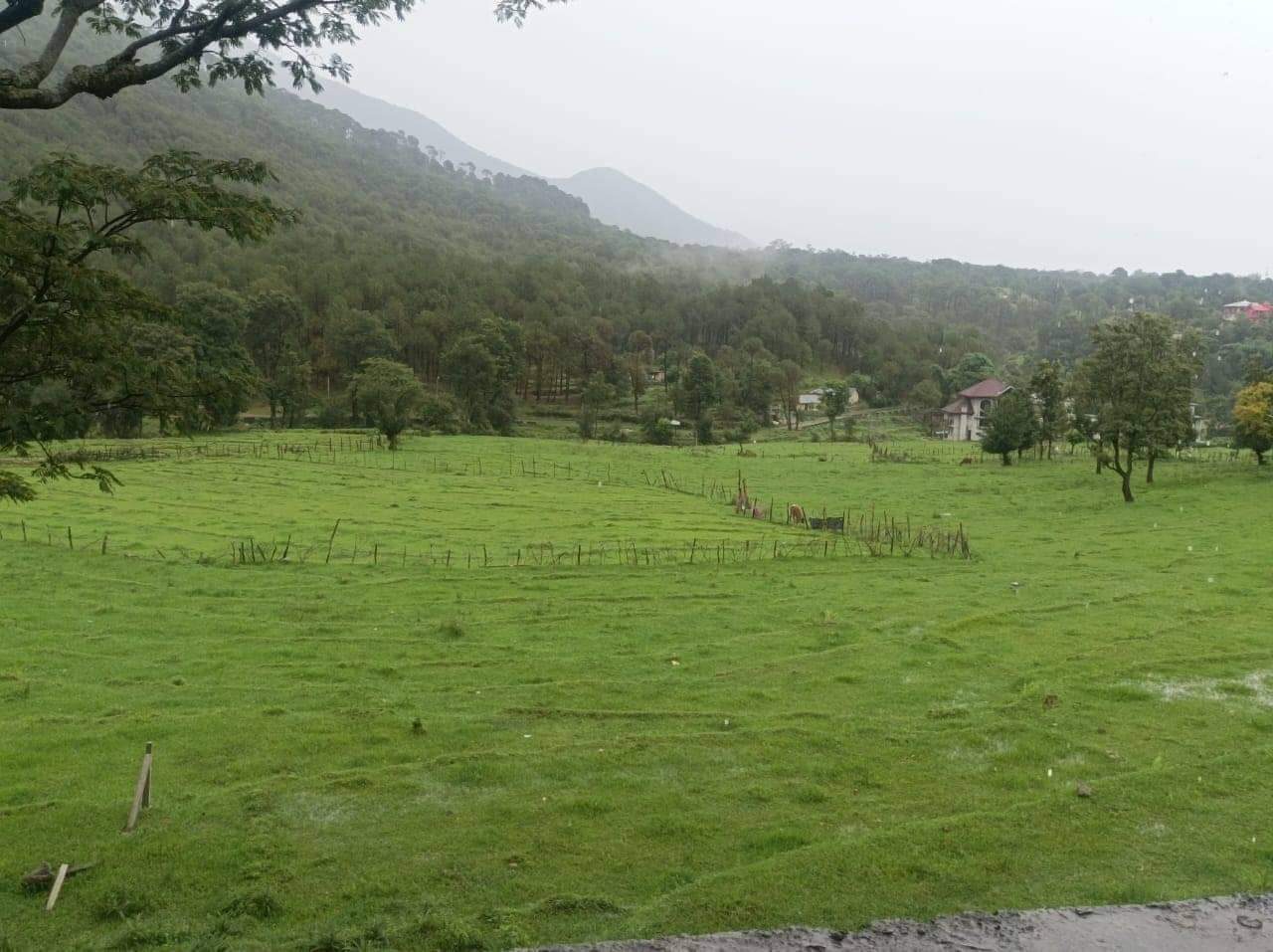 50 kanal for sale in Palampur, HP