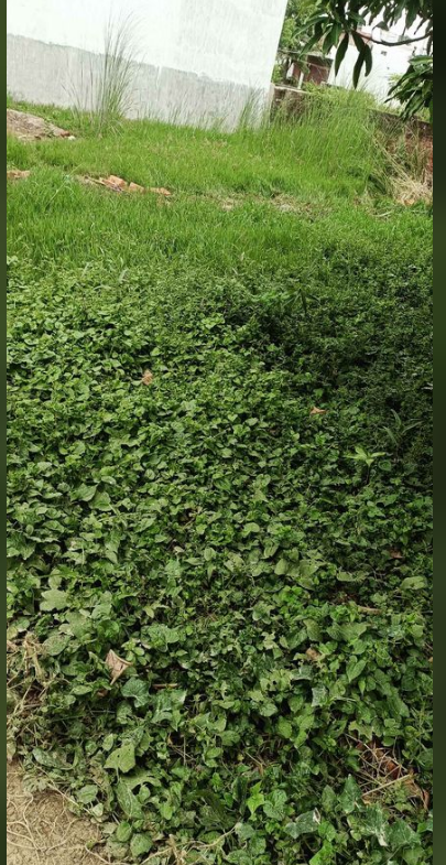 Plot for Sale in Patna